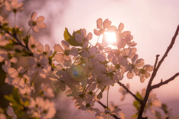 Blühende Blumen Auf Einem Kirschbaum Zartrosa Farbe Mit Linsenschlag — Stockfoto