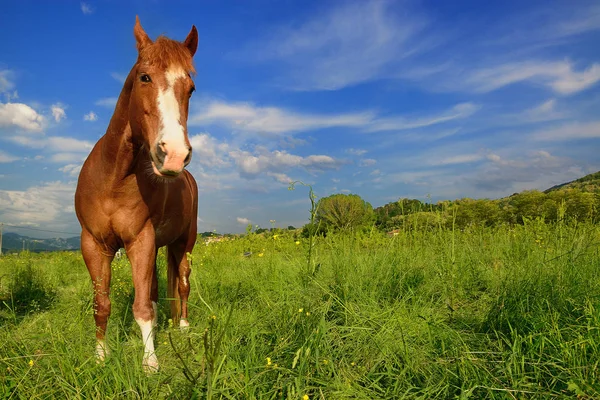 站在斯洛文尼亚绿色草地上的棕色马 — 图库照片