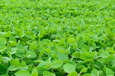 Yeşil soya bitkileri alanında. Arka plan tarım