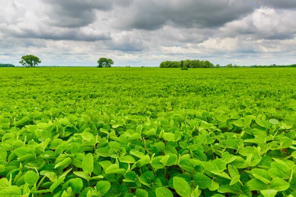 Campo Infinito Con Plantas Soja Verde Verano Paisaje Rural —  Fotos de Stock