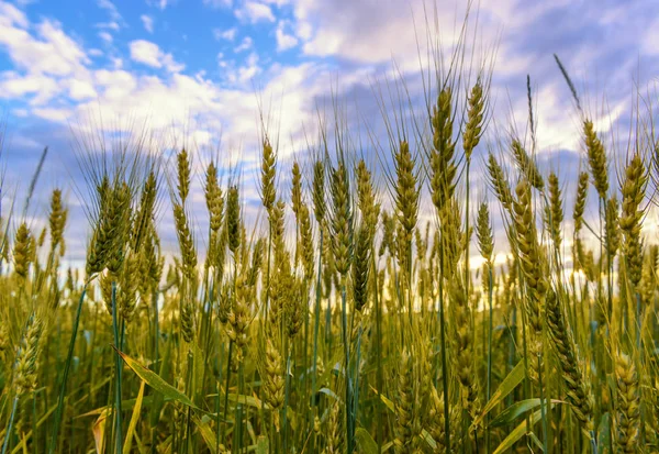 Växande Vete Och Blå Himmel Sommaren Jordbruk — Stockfoto