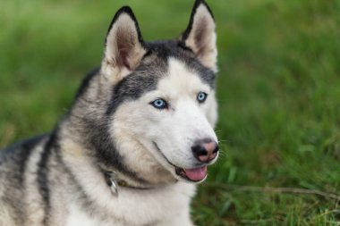 Mavi gözlü komik genç husky köpek