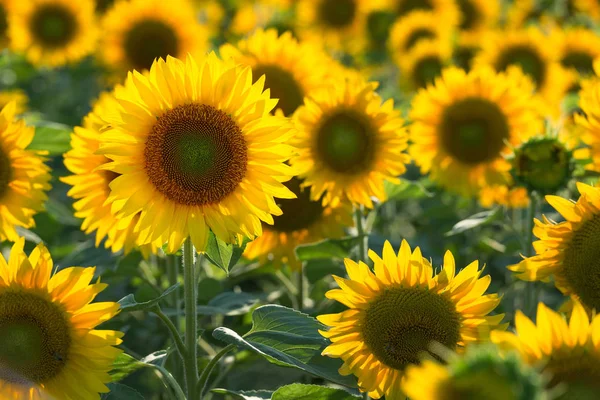 Odak bulanık alan arka plan üzerinde tek ayçiçeği