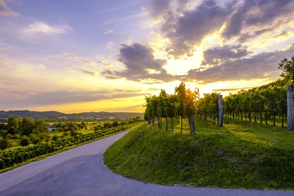 Piękny Zachód Słońca Winnice Dolinie Vipava Słowenia Słynnej Produkcji Wina — Zdjęcie stockowe