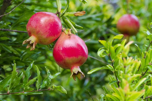 Czerwony Granat Owoce Rosną Drzewie Tropikalny Ogród — Zdjęcie stockowe