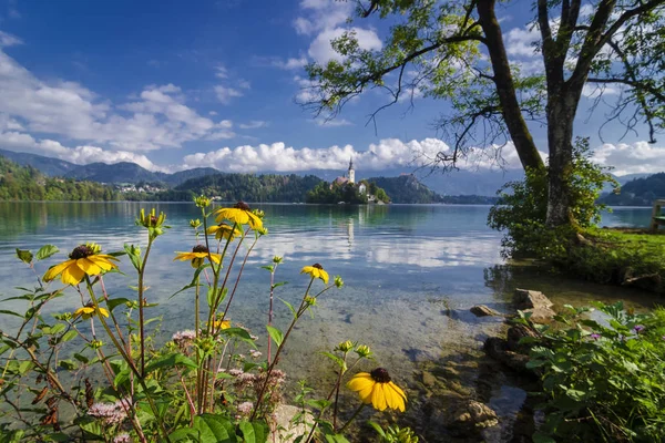 水晶清澈的山湖 有黄色的花朵和教堂 在斯洛文尼亚流血的湖的美丽的看法 — 图库照片