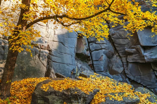 Magische Herfst Scène Met Gevallen Rood Geel Verlaat Rotsen Stenen — Stockfoto