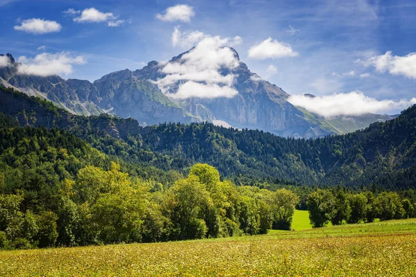 Prado Alpino Incrível Com Flores Amarelas Árvores Verdes Pico Montanha — Fotografia de Stock