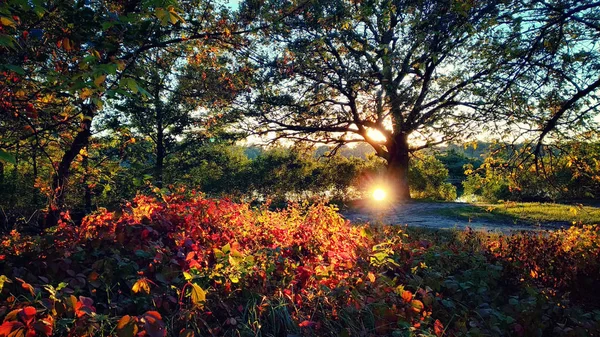 Escena Mágica Atardecer Otoño Con Hojas Uva Silvestre Roja Primer — Foto de Stock