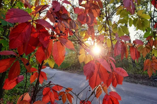 Czerwony Żółty Jesienią Liści Dzikiej Winorośli Parku Upadek Wiejski Krajobraz — Zdjęcie stockowe