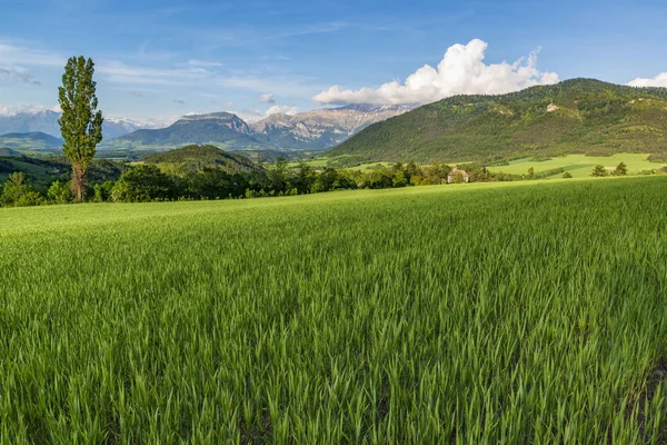 Fild Pšenice Alpské Louce Provence Francie — Stock fotografie