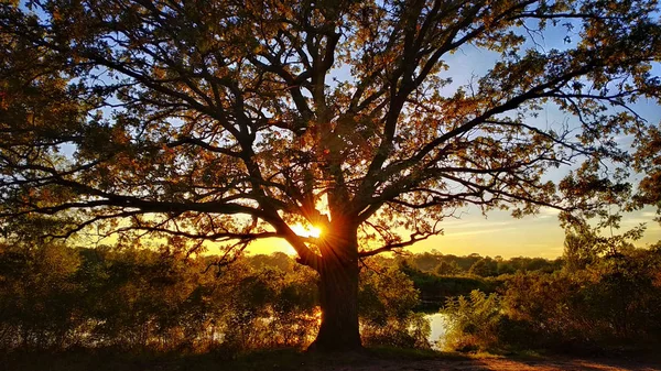 Oude Eik Een Zonsondergang Daling Van Prachtige Scène Mobiele Foto — Stockfoto