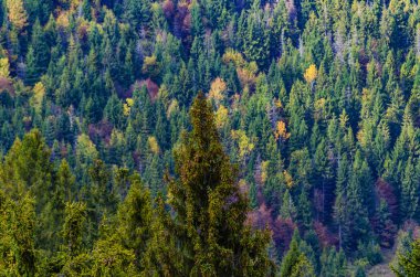Sonbahar renkleri. Yeşil, kırmızı ve sarı ağaçları. Renkli sonbahar arka plan