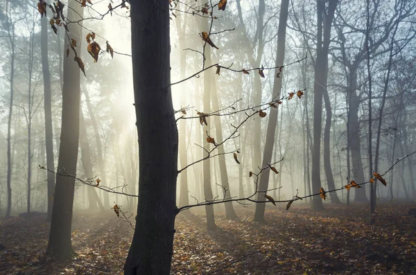 Falla Parken Vackert Höstlandskap Dimmigt Skogen Med Gula Löv Träden — Stockfoto