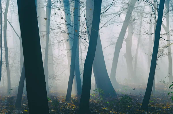 Árvores Misteriosas Floresta Nebulosa Sílhuetas Árvores — Fotografia de Stock