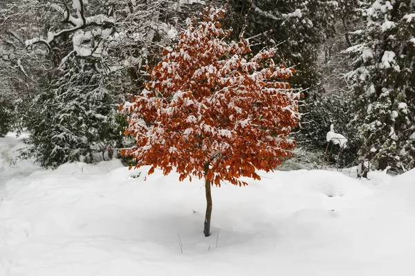 Snow on a lonely tree with bright autumn yellow red leaves. Winter is coming.