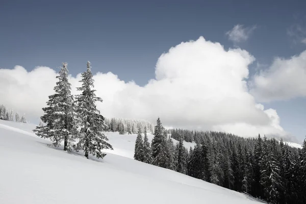 Волшебная Зима Горах Глубокий Снег Заснеженные Сосны Облака Чистое Голубое — стоковое фото