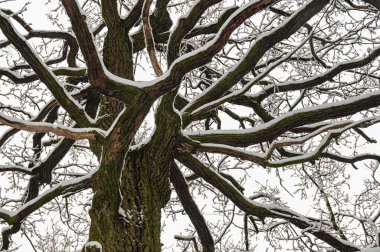 Eski meşe dalları tarafından kar kaplı. Kış arka plan