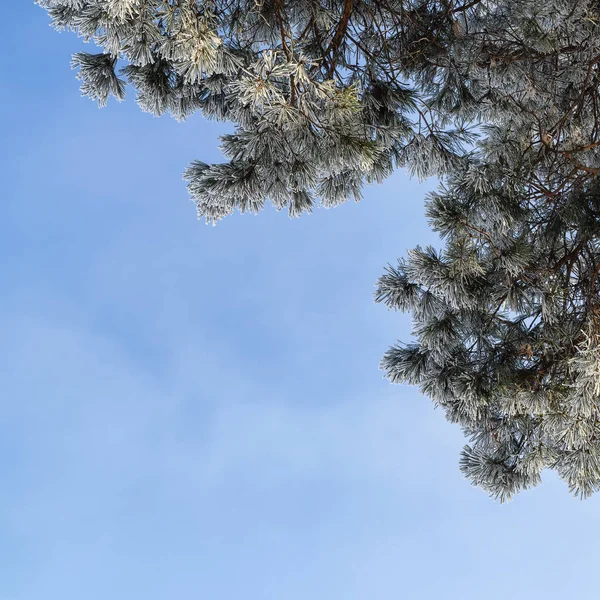 Frozen Christmas Tree Needle Background Copy Space — Stock Photo, Image