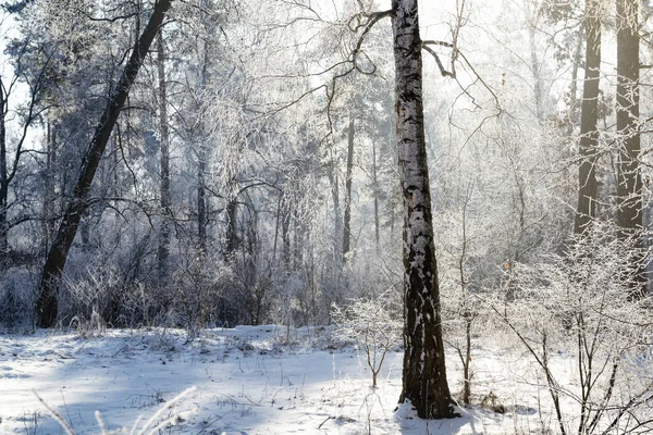 Matin Ensoleillé Dans Forêt Hiver Avec Bouleau Gelé Illuminé Par — Photo