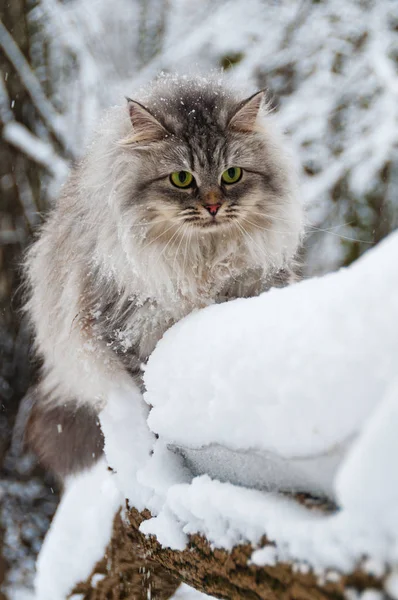 可爱的长发家猫在冬天 动物在冬季的生存 — 图库照片
