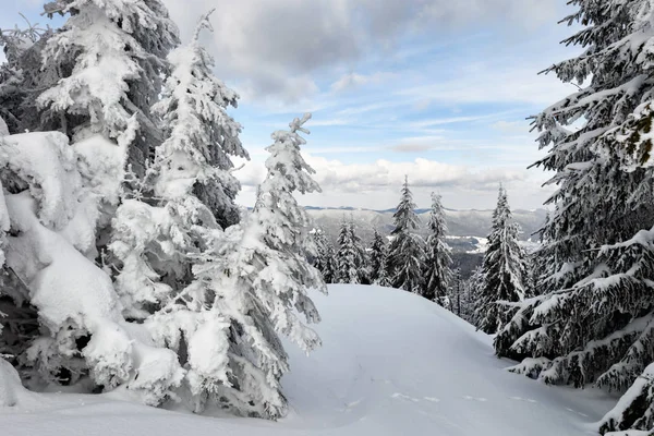 Деревья Ели Покрытые Снегом Горах Рождественские Сцены — стоковое фото