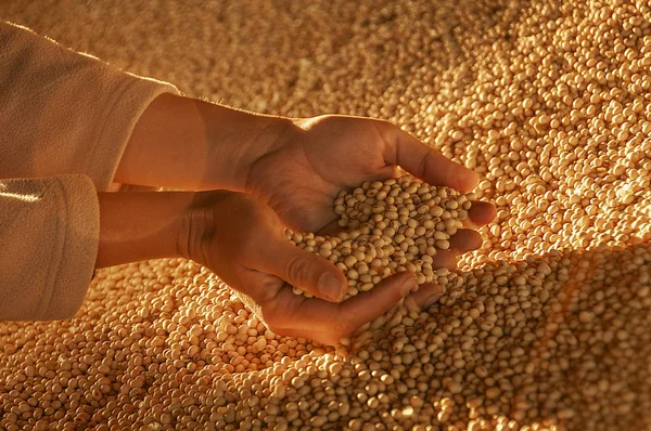 Human Hands Soy Harvest — Stock Photo, Image