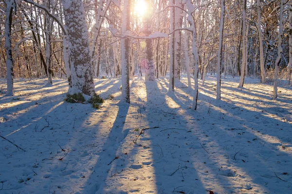 Matin Ensoleillé Dans Forêt Hiver Scène Noël Vivante — Photo