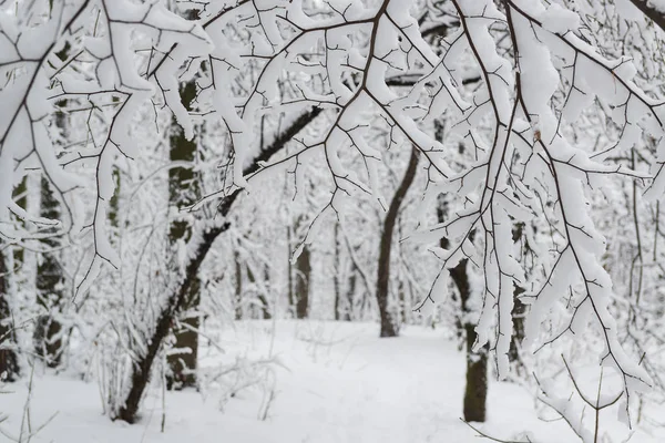 Neve Parque Inverno Neve Coberto Árvores Galhos — Fotografia de Stock