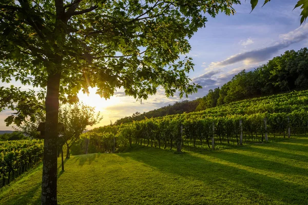 Bellissimo Tramonto Vigneto Slovenia Regione Della Valle Della Vipava — Foto Stock