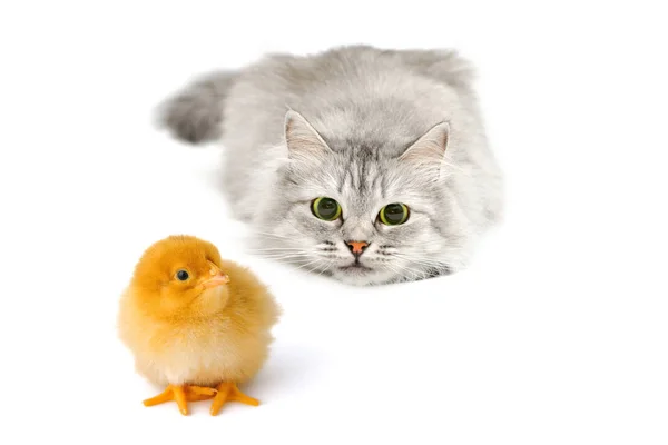 Волнующий Милый Кот Охотится Маленькую Желтую Курицу — стоковое фото