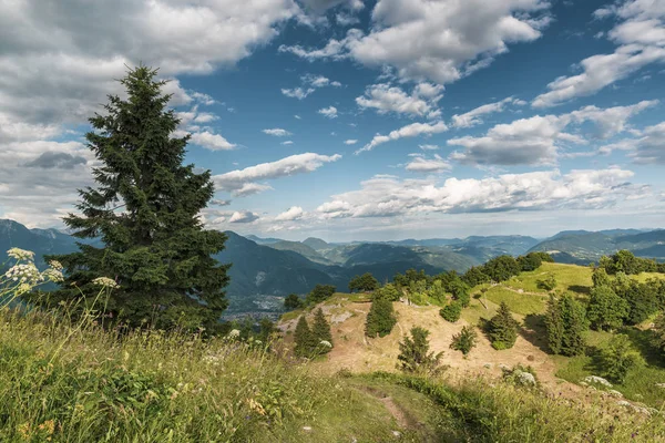 Słoneczny Alpejska Łąka Drzewa Świerkowego Alpejskie Kwiecie Trawy Wibrujący Niebo — Zdjęcie stockowe