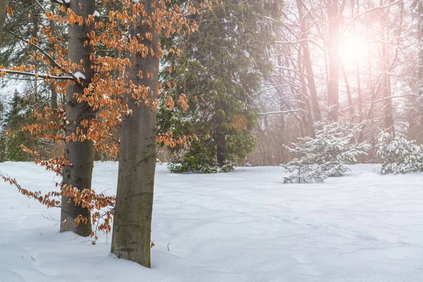 Jasne Drzew Czerwonych Zielonych Liści Zimowym Lesie Słoneczny Scena Parku — Zdjęcie stockowe