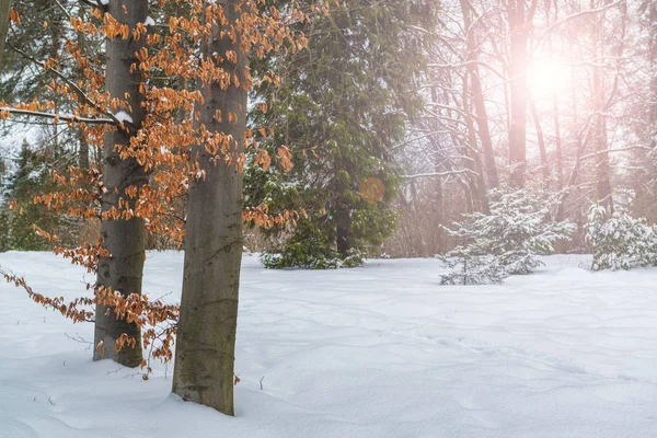 Árboles Brillantes Con Follaje Rojo Verde Bosque Invierno Escena Soleada — Foto de Stock