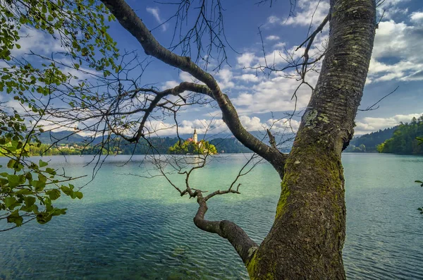 布莱德湖的创造性的看法 斯洛文尼亚与树分支和朝圣教会的圣母升天在海岛 热门旅游目的地 — 图库照片