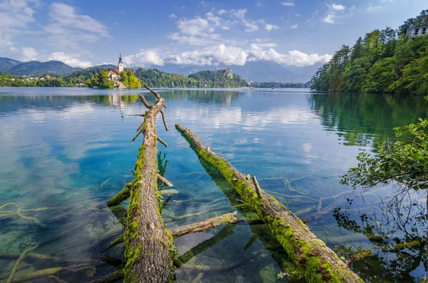 Pittoreska Kusten Lake Bled Slovenien Nedfallna Träd Det Kristallklara Vattnet — Stockfoto