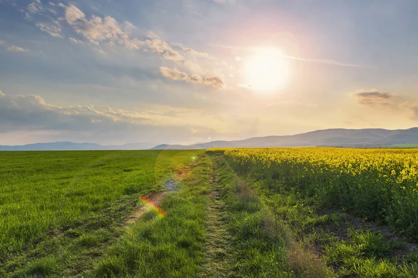Ciągnika Szlak Zielony Pole Zachodzie Słońca Wiejski Krajobraz Słowacji Wzgórz — Zdjęcie stockowe