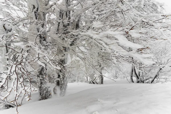Зимний Лес Пихтовыми Деревьями Красивый Зимний Пейзаж — стоковое фото