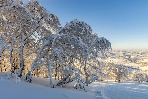 阳光明媚的早晨在山区滑雪胜地 美丽的乡村景观与雪覆盖的树木和阳光明媚的山谷 — 图库照片