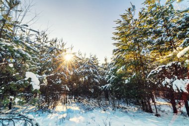 Güneşli kış orman. Pastoral sahne backcountry günbatımı
