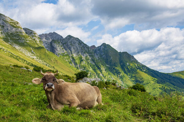 Cow on the mountain hill. Fresh alpine milk producer