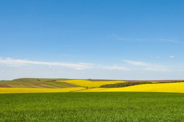 Yeşil buğday ve çiçek açan kolza tohumu çiçekler, renkli bahar yatay.
