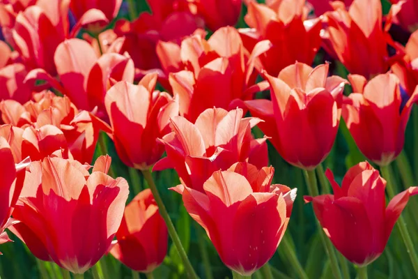 Vörös Tulipán Háttér Színes Tavaszi Virágok — Stock Fotó