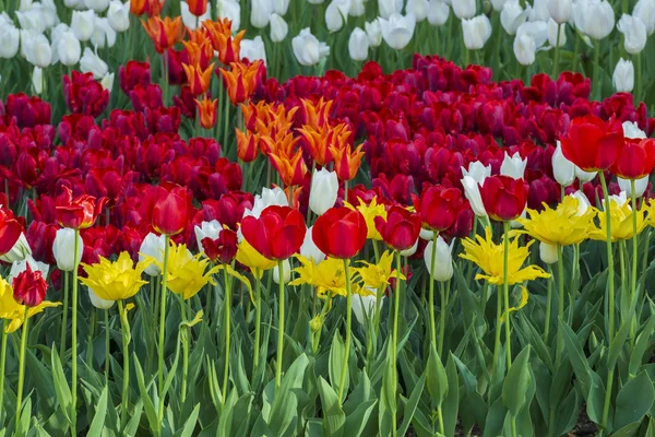 Colorful Tulips Flowers Background Spring Flowers Different Colors — Stock Photo, Image