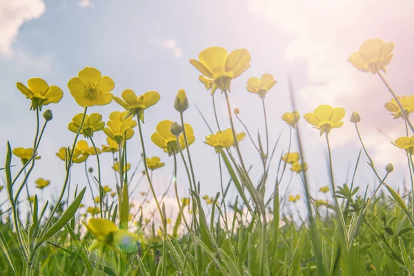 Первые Весенние Цветы Растут Солнце Весенняя Сцена — стоковое фото