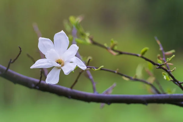Прекрасный Весенний Цветок Каплями Дождя Природа Весной — стоковое фото