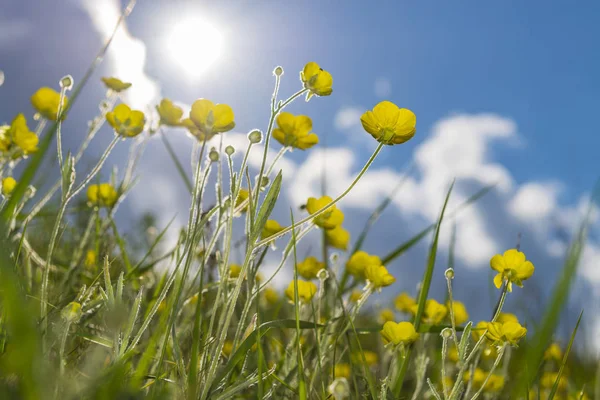 Желтые Весенние Цветы Яркое Солнечное Небо Весенняя Яркая Сцена — стоковое фото