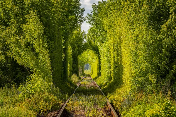 Słynny Tunel Miłości Ukrainie Tunelu Kolejowego Przez Drzewa — Zdjęcie stockowe