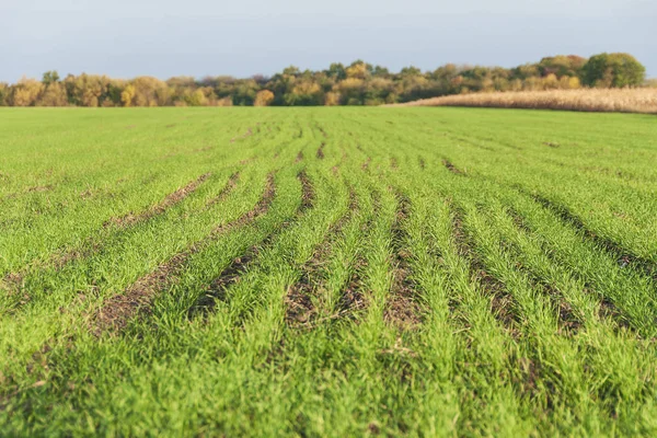 Beau Champ Blé Vert Hiver Paysage Rural Printanier — Photo