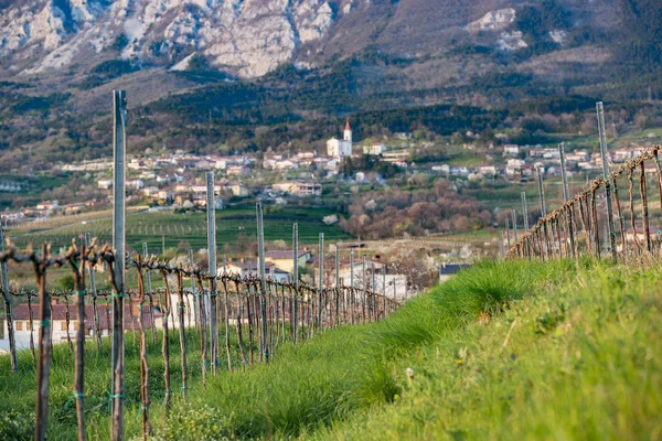 春先の若いブドウと Vipava バレー 美しいアルプスの風景 — ストック写真